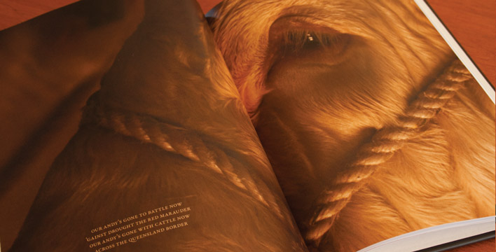 A double page spread featuring a close up portrait of a white bull.